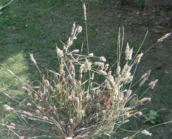 Eragrostis ciliaris